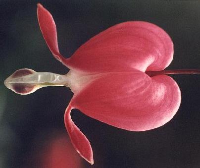 Dicentra Spectabilis, het Gebroken Hartje