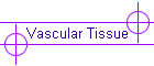 Vascular Tissue