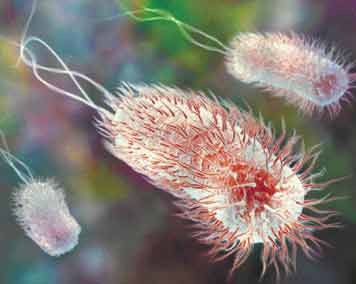 E.
coli