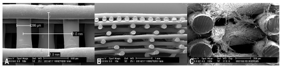 Bioplot: Afbeelding van een geprinte drager gemaakt met een scanning elektronen microscoop. Laagjes gesmolten polymeer werden een voor een neergelegd. (a) bovenaanzicht, (b) zijkant, (c) menselijke kraakbeencellen hechten zich aan de drager.
